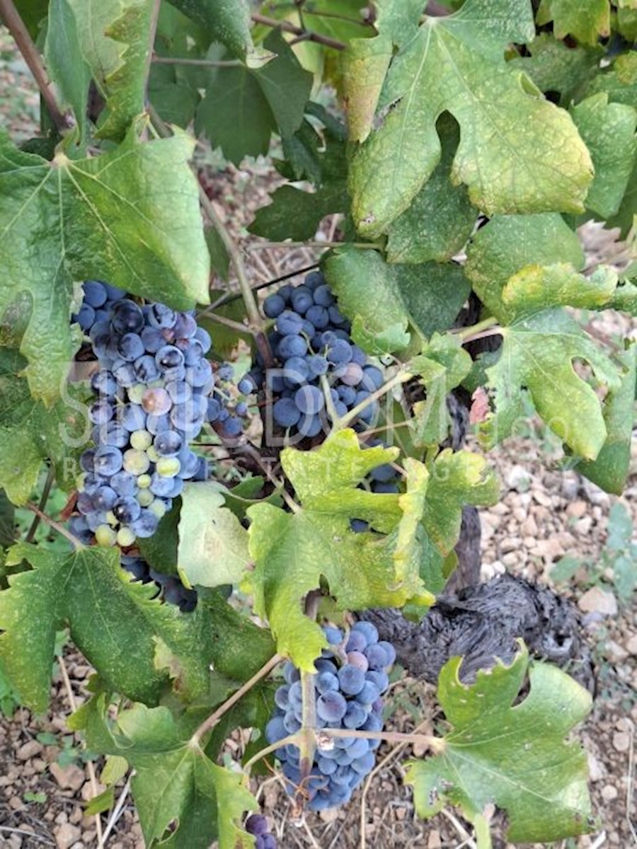 Kmetijsko zemljišče s hišo in odprtim razgledom, Brač
