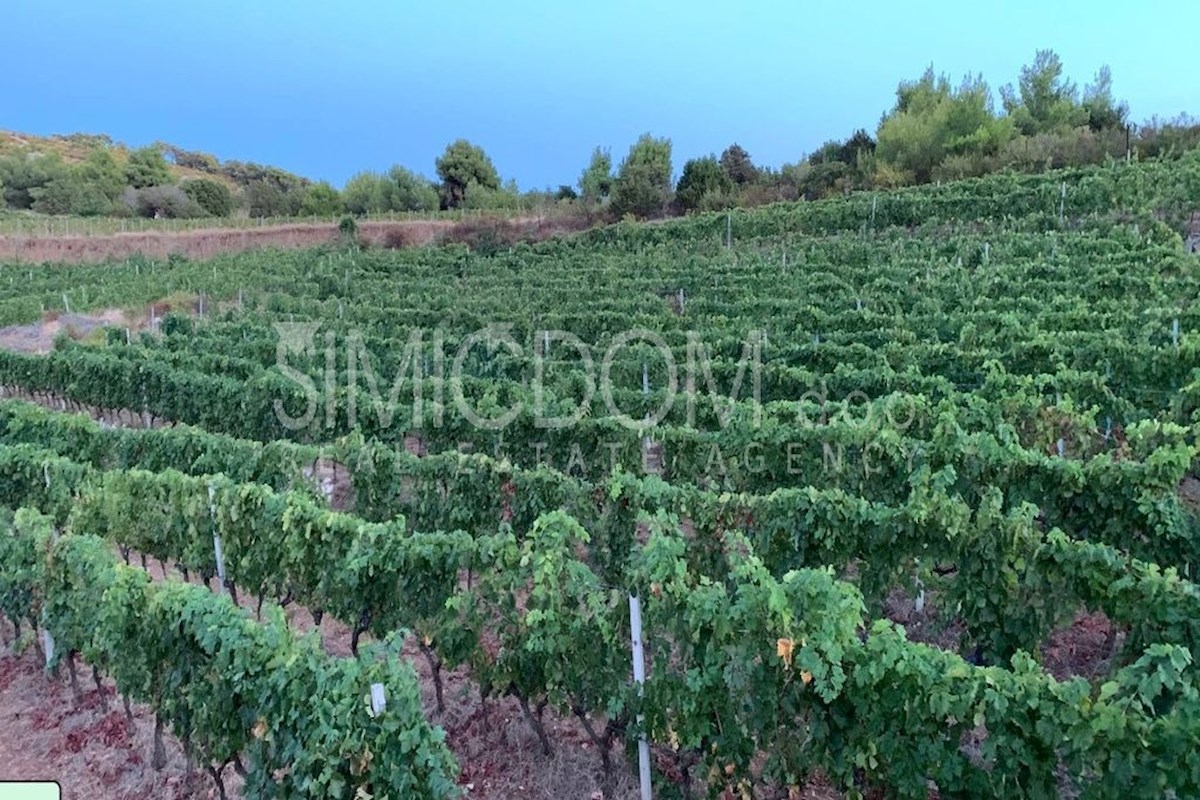 Prostorna obdelana posest z restavracijo, Vis