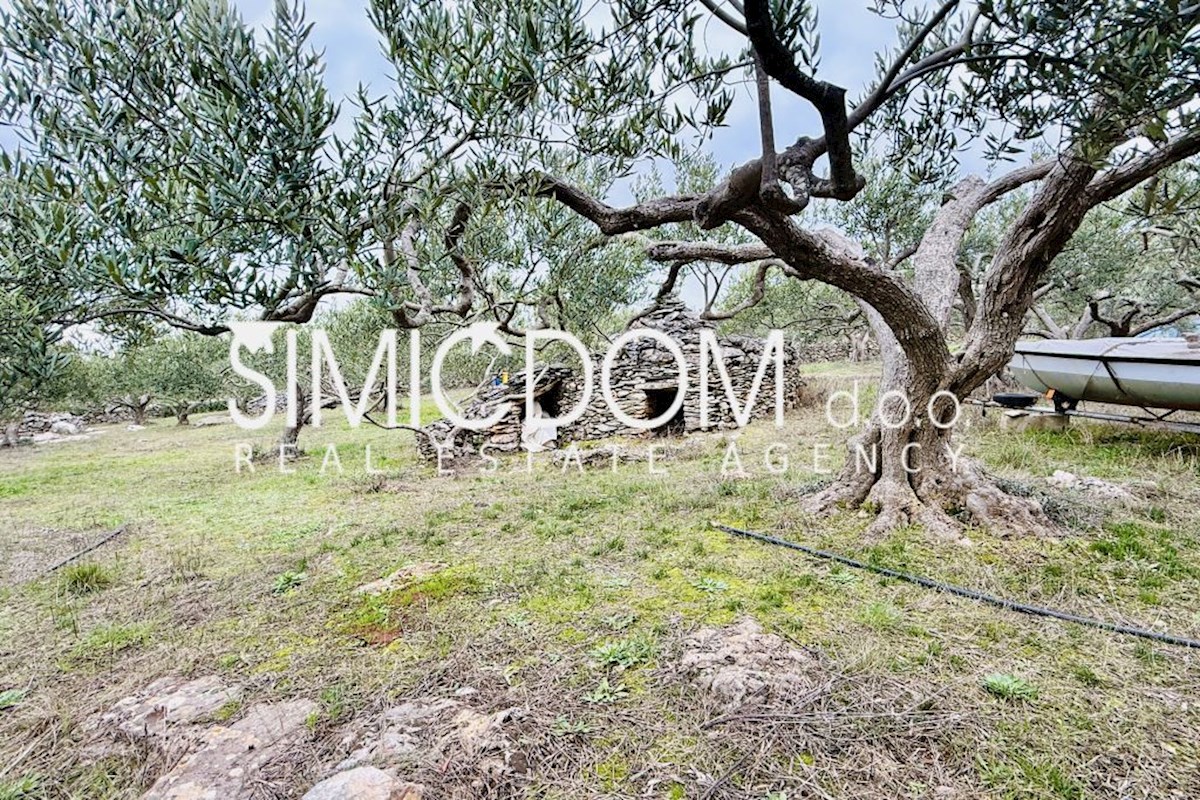 Prodaja, uređen maslinik na otoku Braču