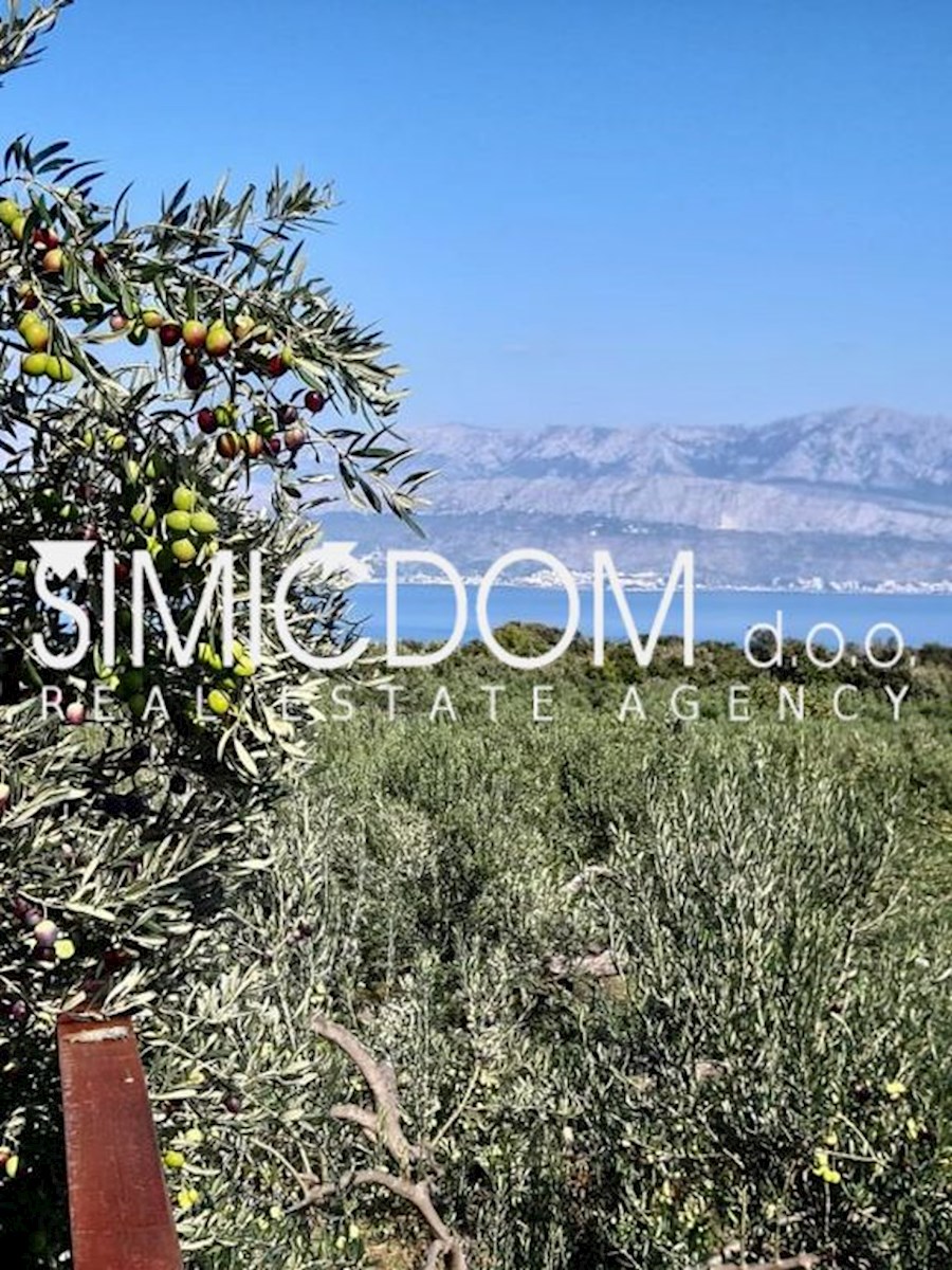 Prodaja, uređen maslinik na otoku Braču