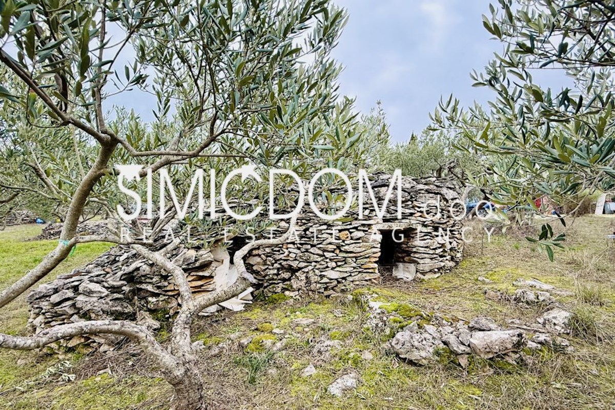 Prodaja, uređen maslinik na otoku Braču