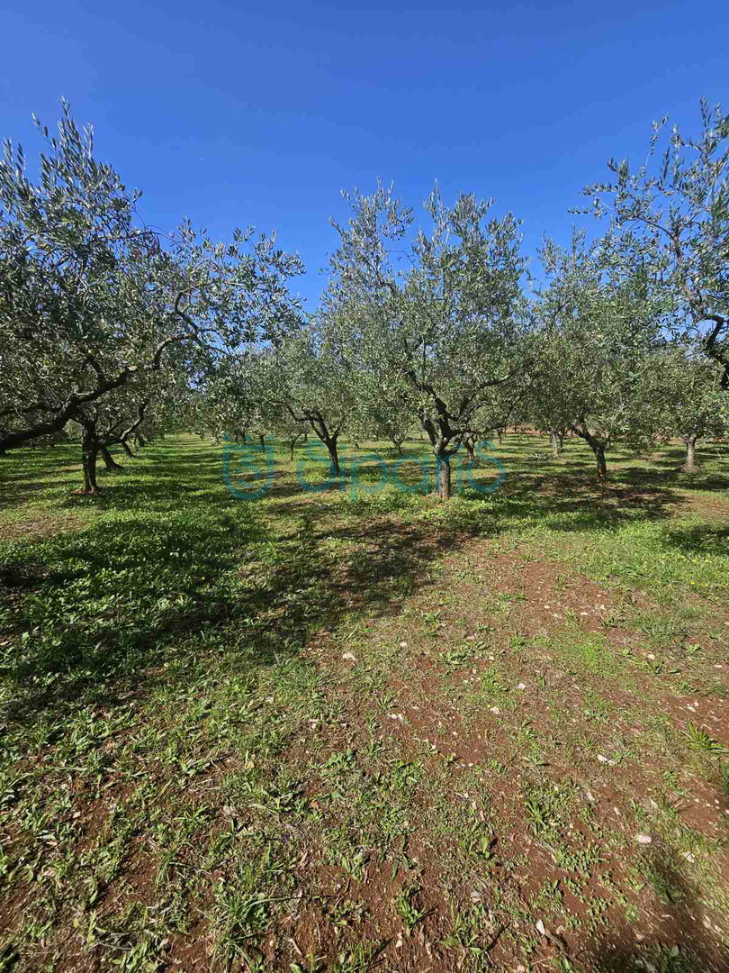 UMAG ZAMBRATIJA ZEMLJIŠČE S HIŠO IN OLJKAMI