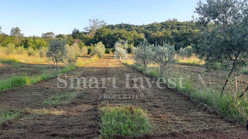 ISTRIA - RABAC, Estate of 27.800 m2 with an old stone house, 4 km to the sea