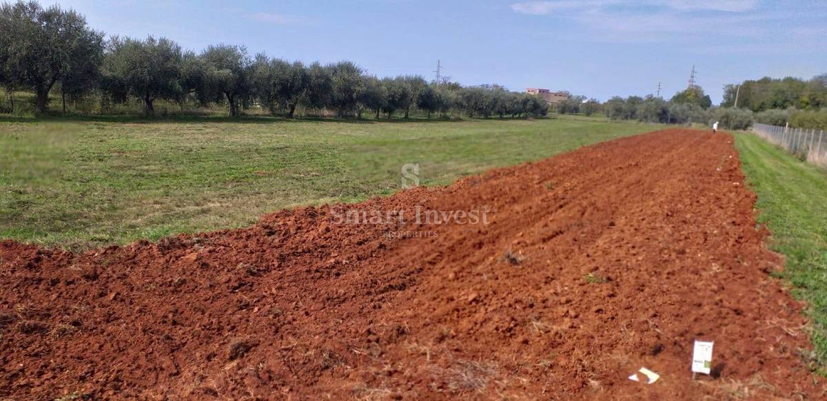 UMAG, parcela s starimi oljkami - EKSKLUZIVNO V NAŠI AGENCIJI