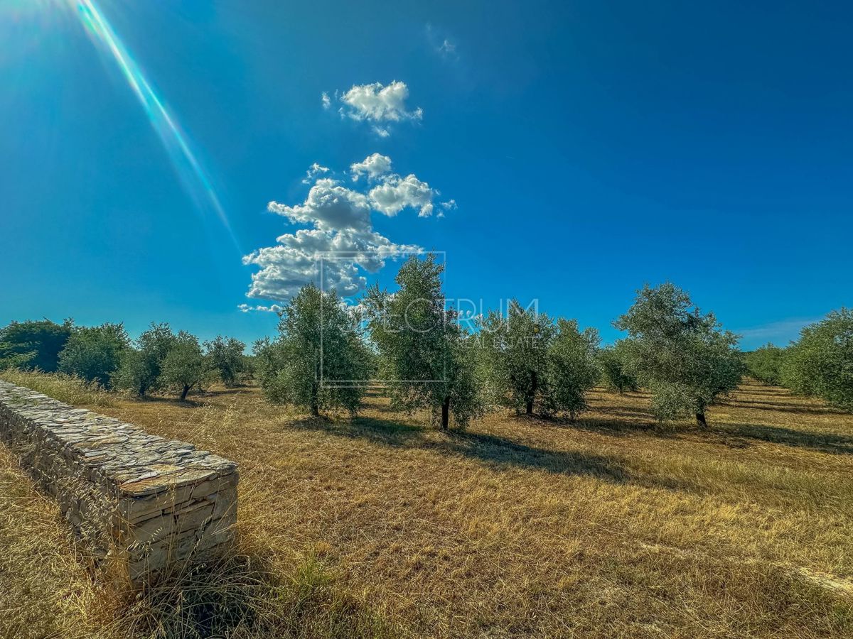 Okolica Umaga, prostorno zemljišče za investicijo!