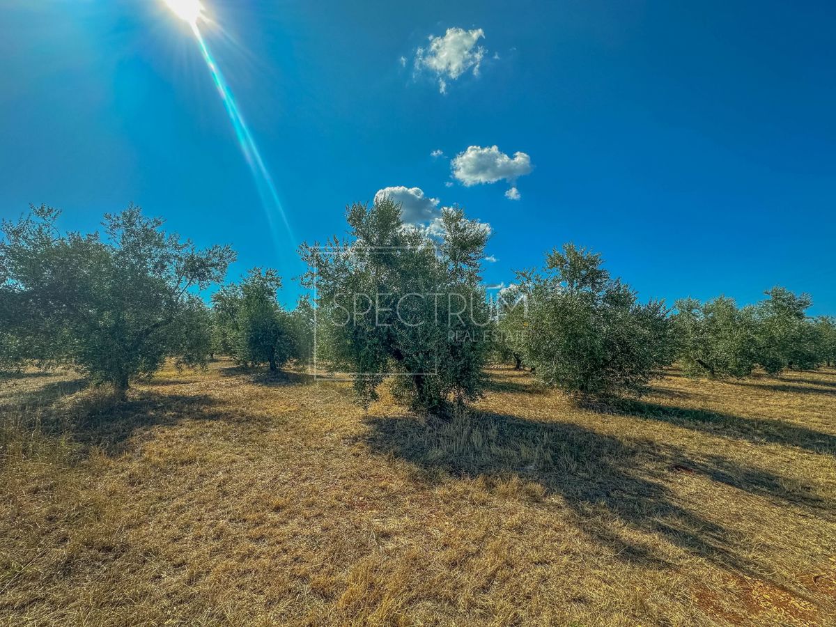 Okolica Umaga, prostorno zemljišče za investicijo!