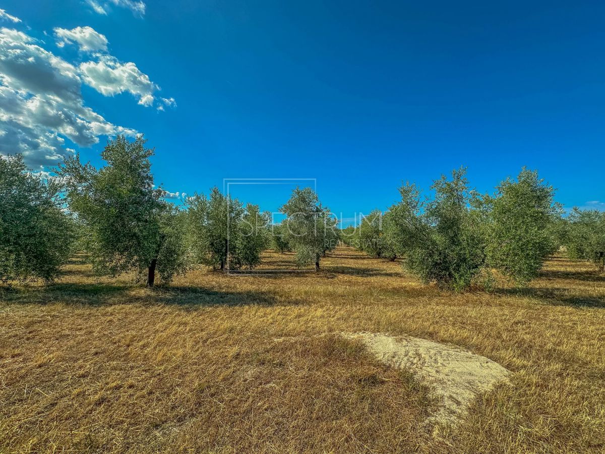 Okolica Umaga, prostorno zemljišče za investicijo!