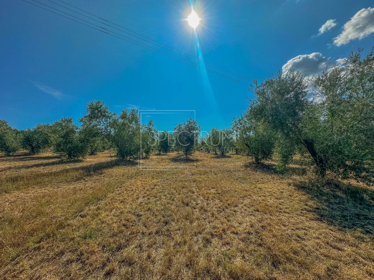 Okolica Umaga, prostorno zemljišče za investicijo!