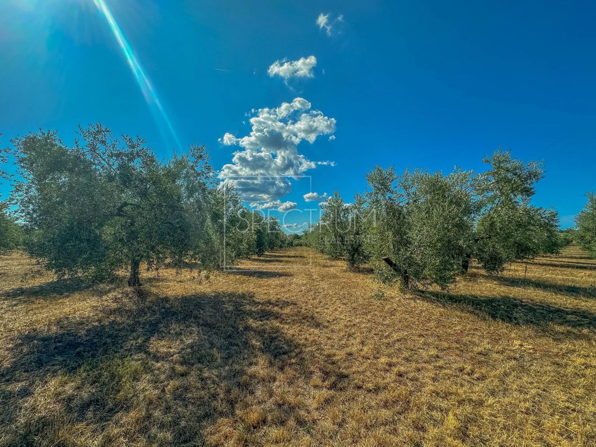 Okolica Umaga, prostorno zemljišče za investicijo!