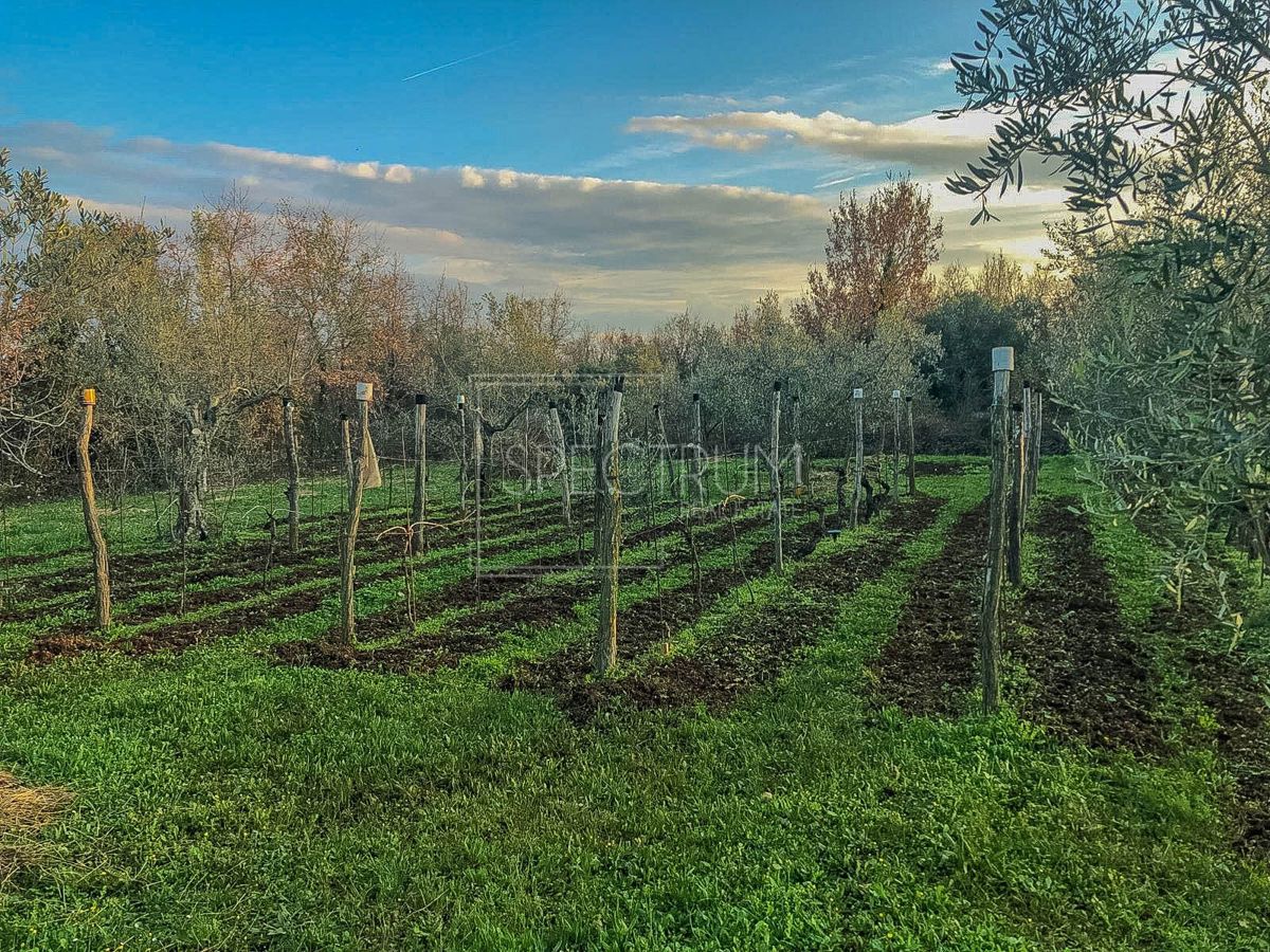 Območje Brtonigle, samostojna hiša na mirni lokaciji