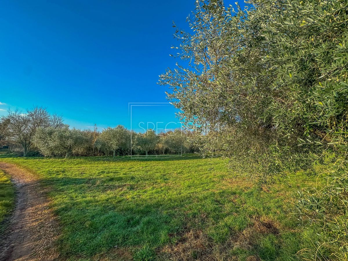 Območje Brtonigle, oljčni nasad na mirni lokaciji