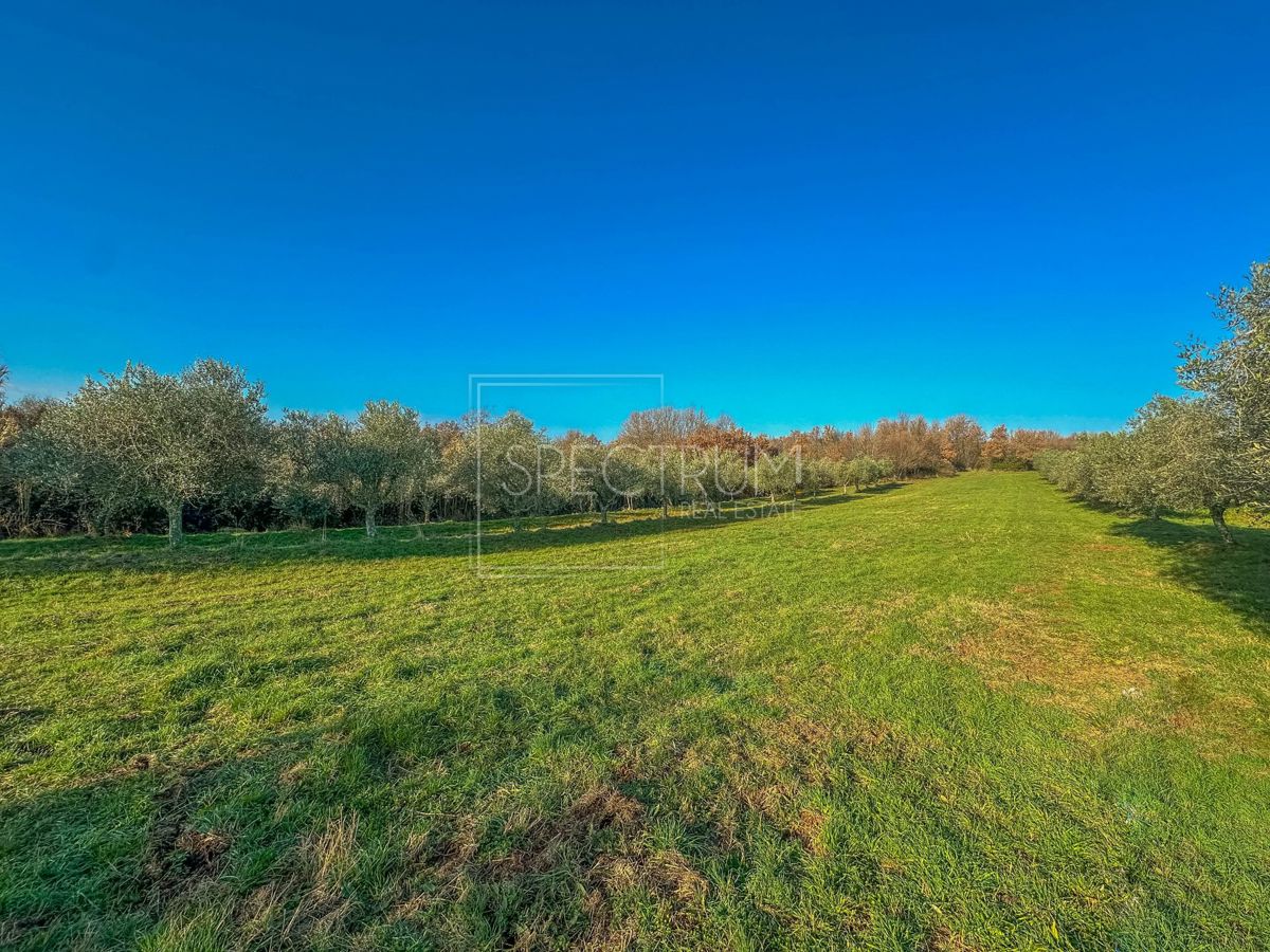 Območje Brtonigle, oljčni nasad na mirni lokaciji