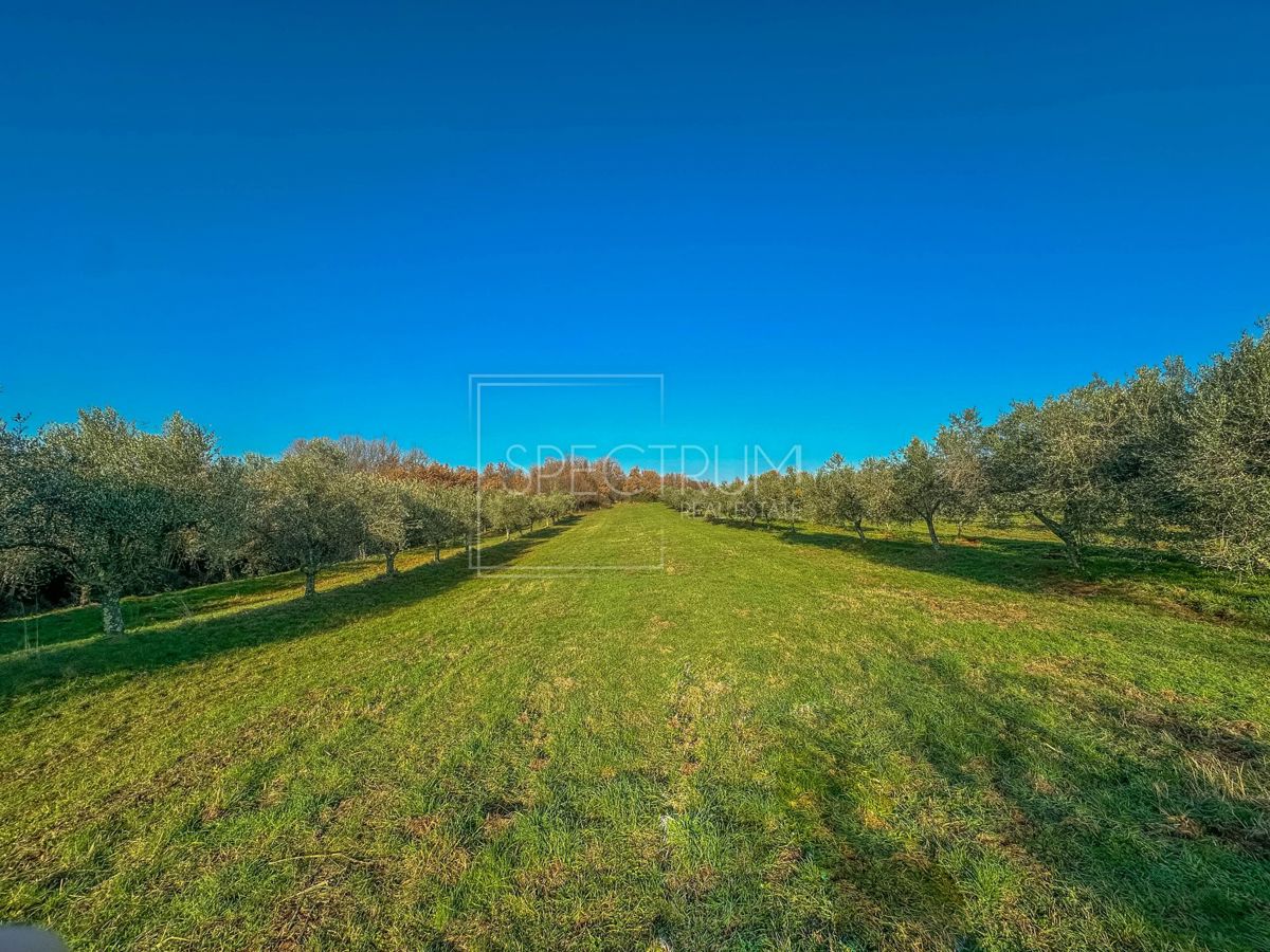 Območje Brtonigle, oljčni nasad na mirni lokaciji