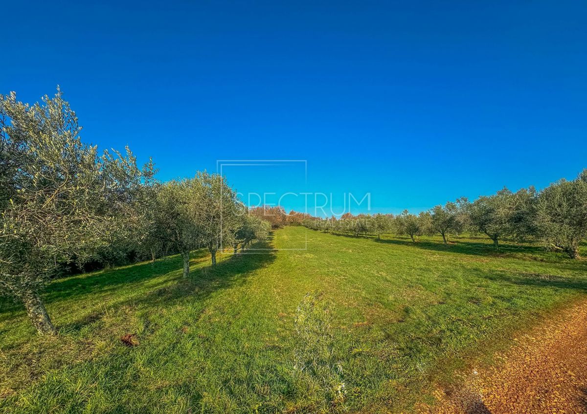 Območje Brtonigle, oljčni nasad na mirni lokaciji