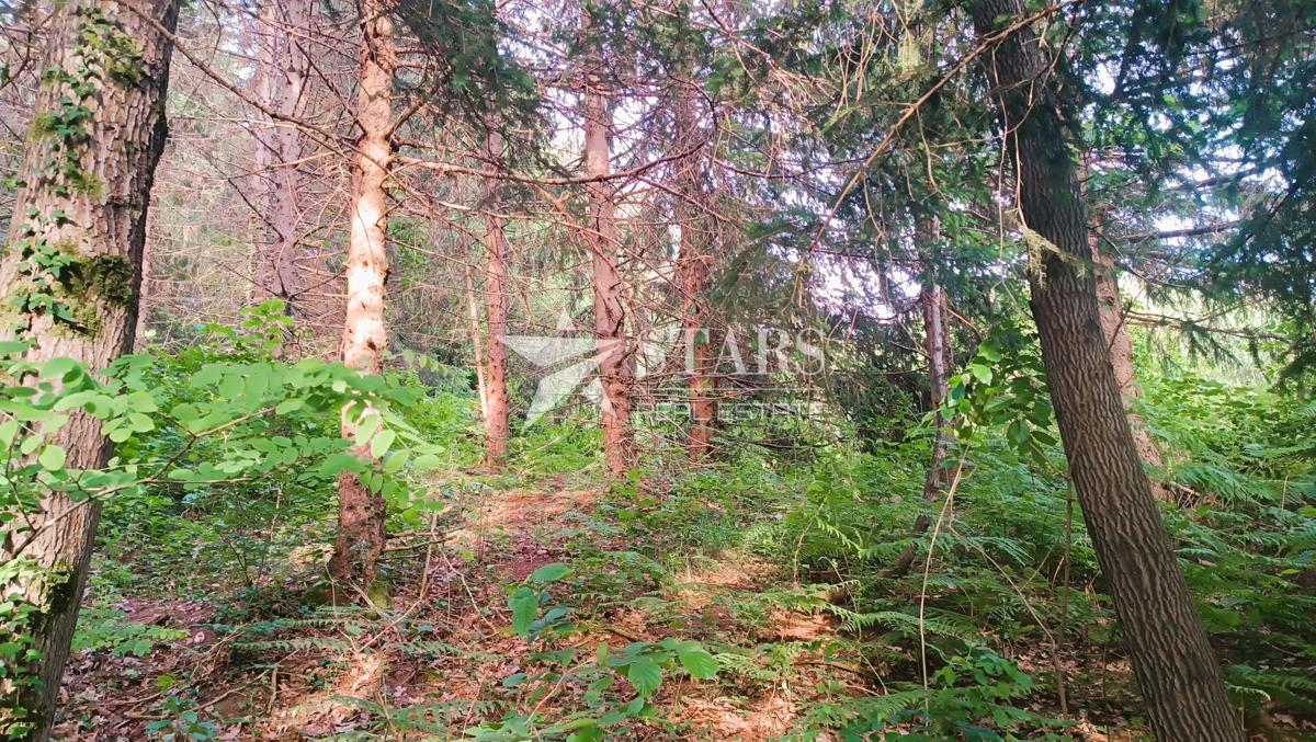 Barilović - Kmetijsko zemljišče z jelovim gozdom 5.016 m2