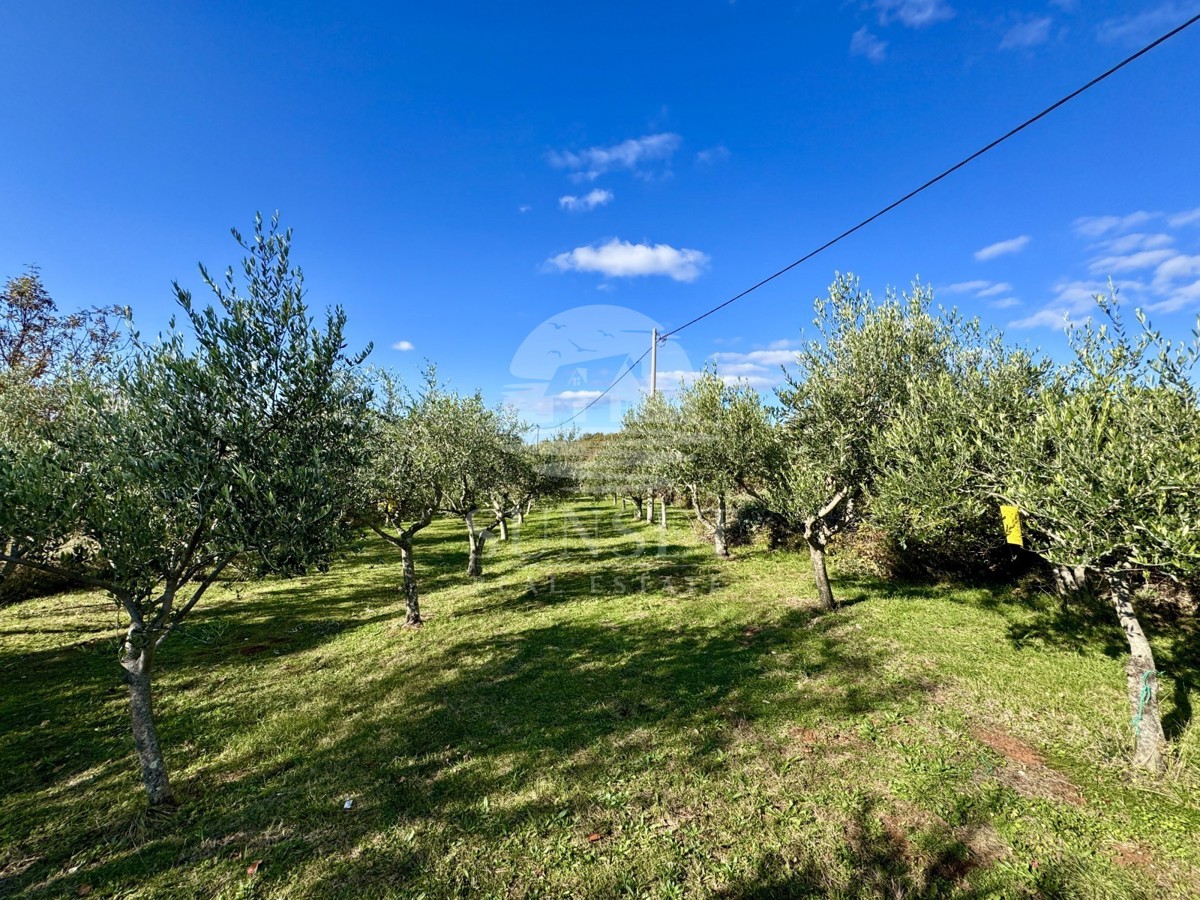 ČAROBNA VIKEND HIŠICA S POGLEDOM NA OPRTALJ – MIR, OLJKE IN ISTRSKI DUH