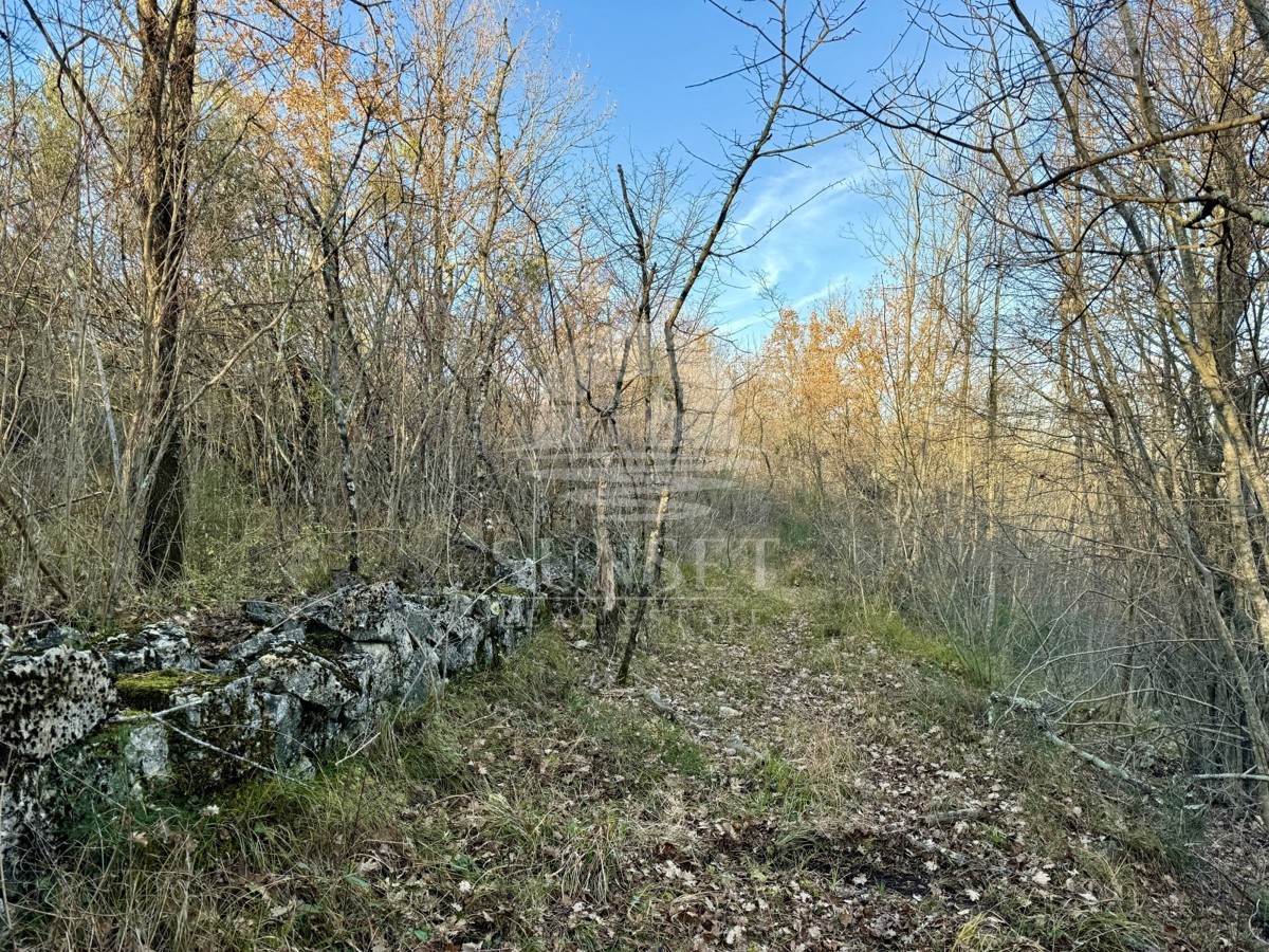 Istra, okolica Buj – Prostorno zemljišče 18.000 m² z vpisanim objektom 40 m²