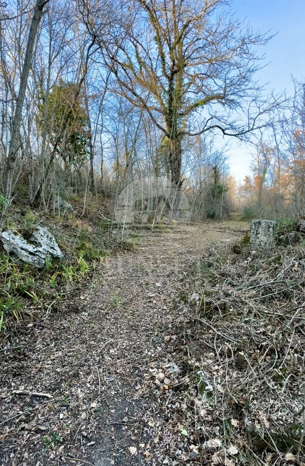 Istra, okolica Buj – Prostorno zemljišče 18.000 m² z vpisanim objektom 40 m²
