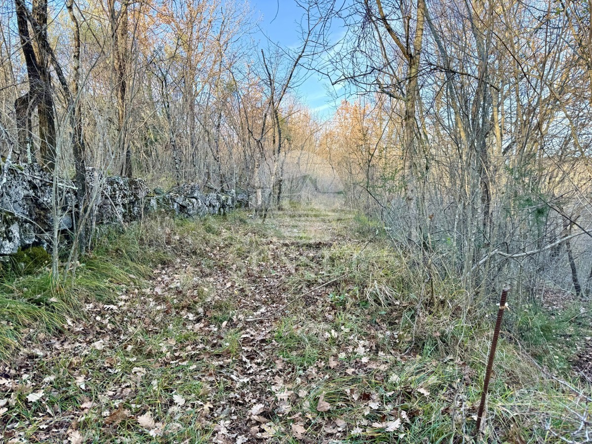 Istra, okolica Buj – Prostorno zemljišče 18.000 m² z vpisanim objektom 40 m²