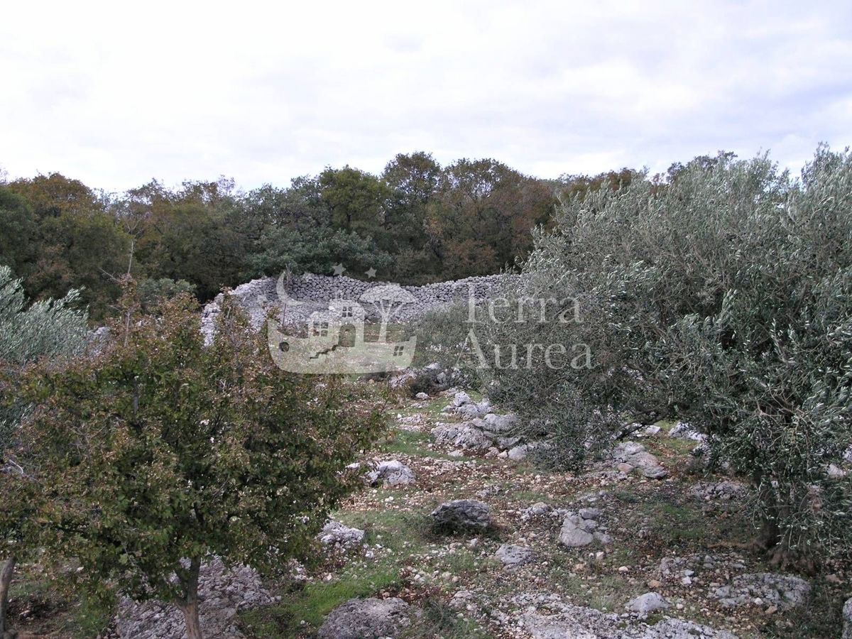 Velik oljčni nasad z gradbenim dovoljenjem in pogledom na morje, otok Krk