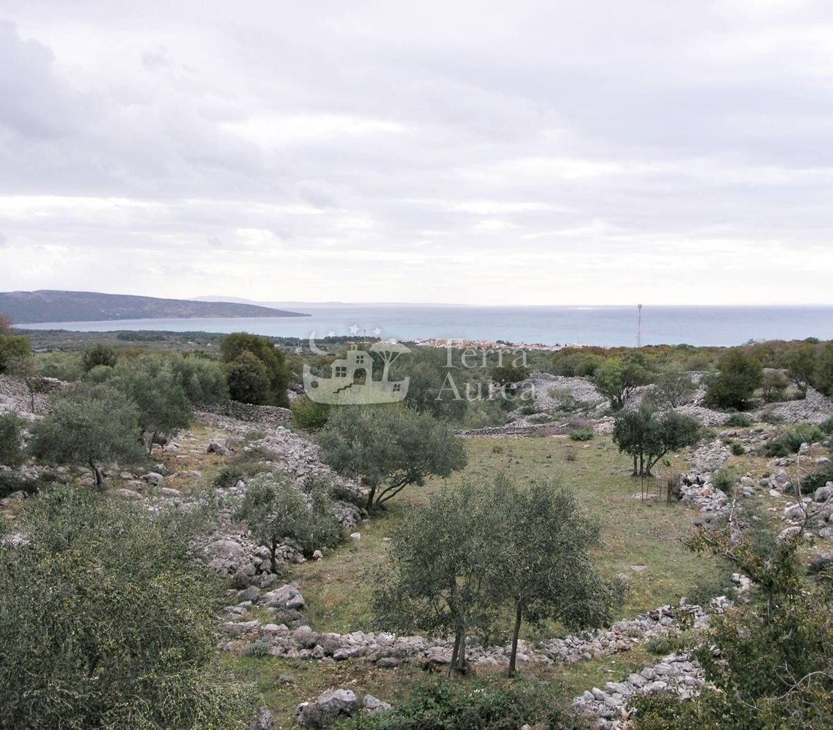 Velik oljčni nasad z gradbenim dovoljenjem in pogledom na morje, otok Krk