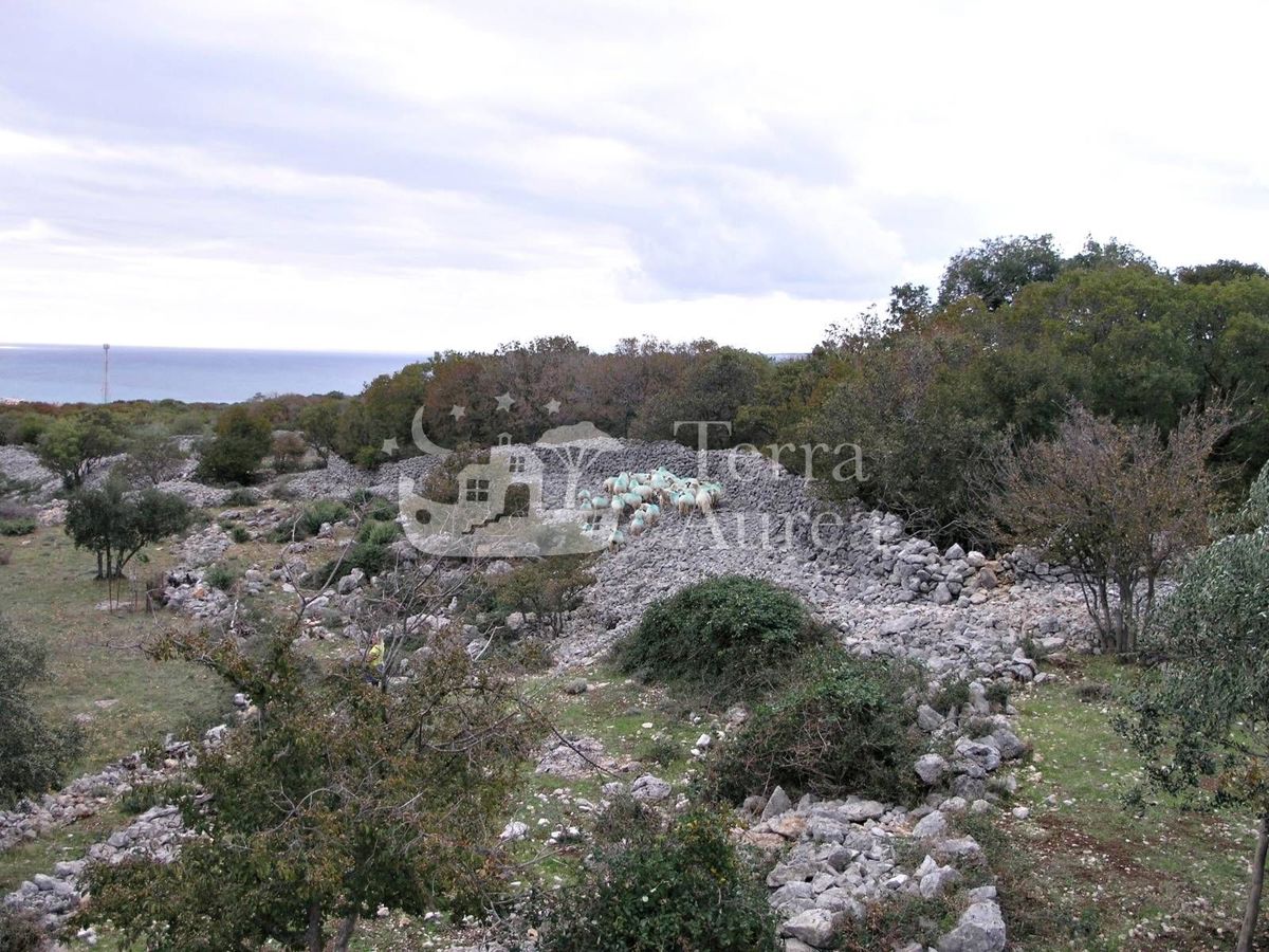 Velik oljčni nasad z gradbenim dovoljenjem in pogledom na morje, otok Krk