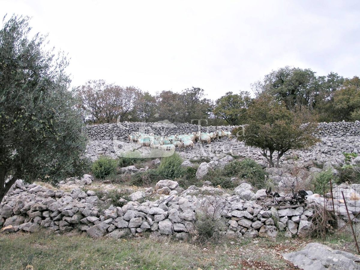 Velik oljčni nasad z gradbenim dovoljenjem in pogledom na morje, otok Krk