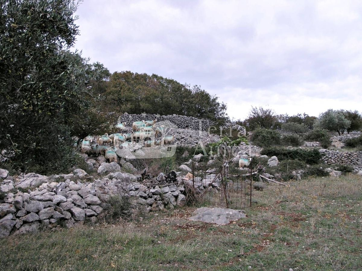 Velik oljčni nasad z gradbenim dovoljenjem in pogledom na morje, otok Krk