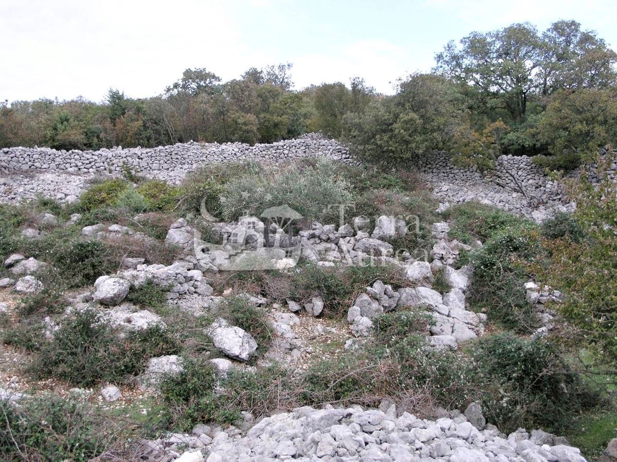 Velik oljčni nasad z gradbenim dovoljenjem in pogledom na morje, otok Krk