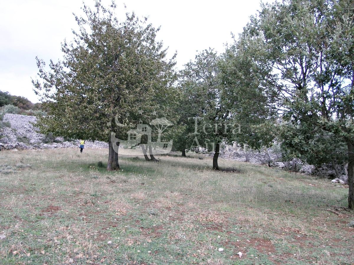 Velik oljčni nasad z gradbenim dovoljenjem in pogledom na morje, otok Krk