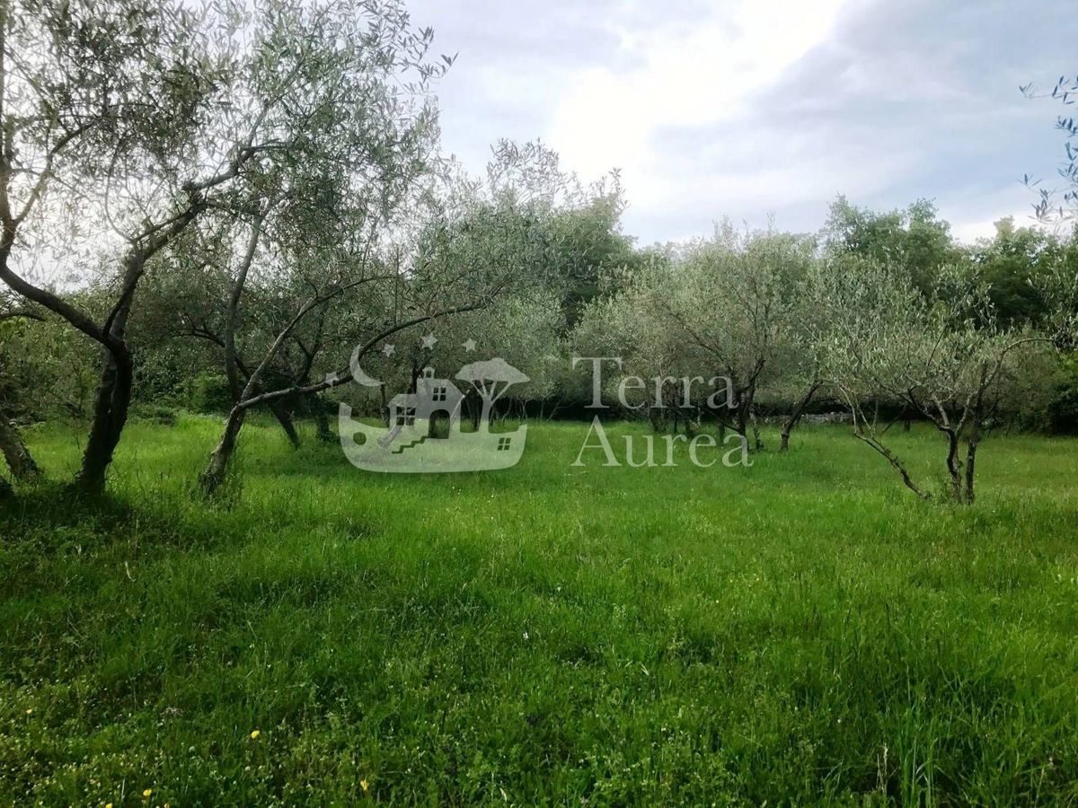 Kmetijsko zemljišče Milohnići, Krk, 9700m2