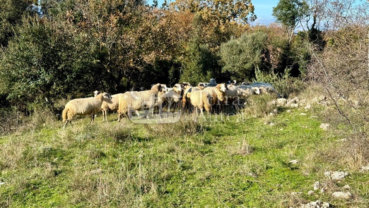 Gradbena zemljišča Krk, 7.594m2