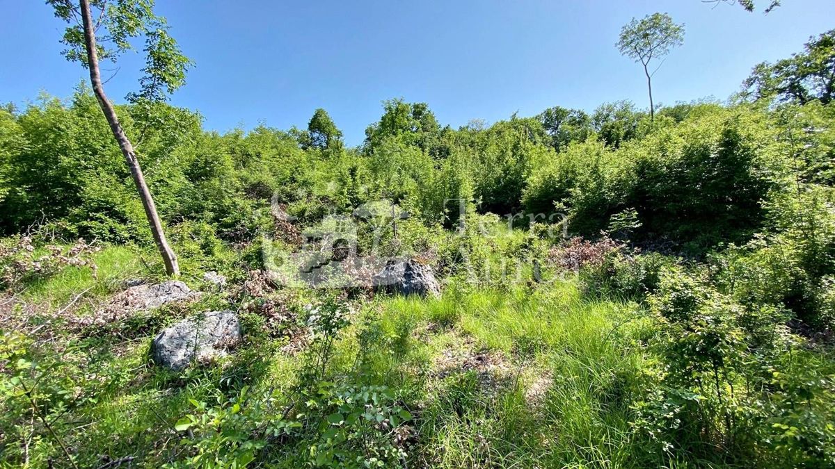 Gozd blizu morja, Milohnici, otok Krk
