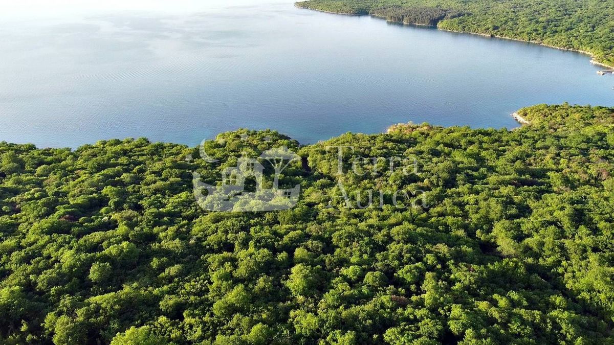 Gozd blizu morja, Milohnici, otok Krk