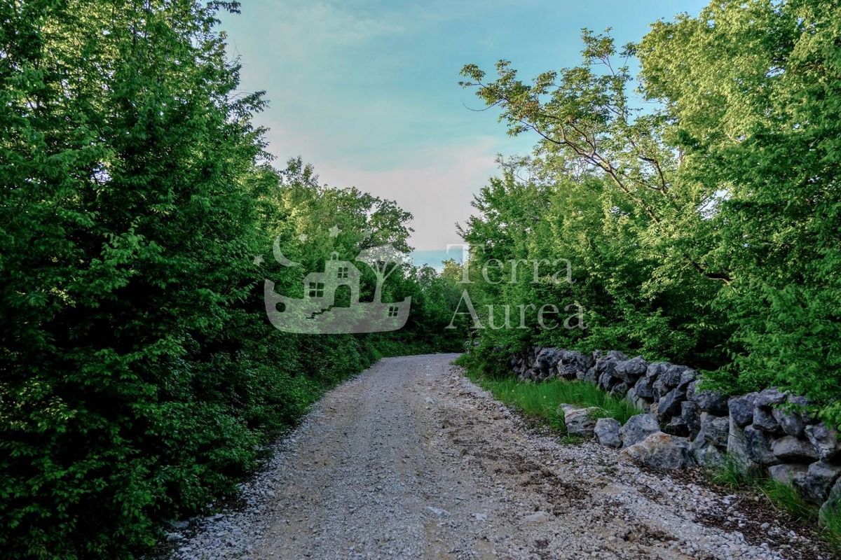Gozd blizu morja, Milohnici, otok Krk