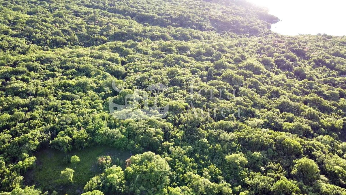 Gozd blizu morja, Milohnici, otok Krk
