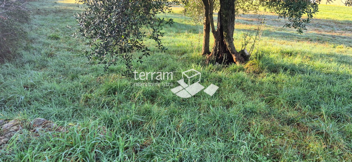 Istra, Vodnjan, Fondole, kmetijsko zemljišče 1184 m2, #prodaja