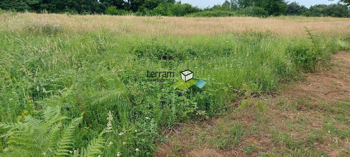 Istra, Barban zazidljivo zemljišče 1812m2 z gradbenim dovoljenjem za dve hiši