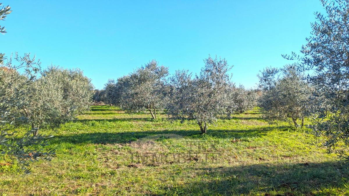 Tar -  oljčnik površine 7628 m² s 175 posajenimi oljkami