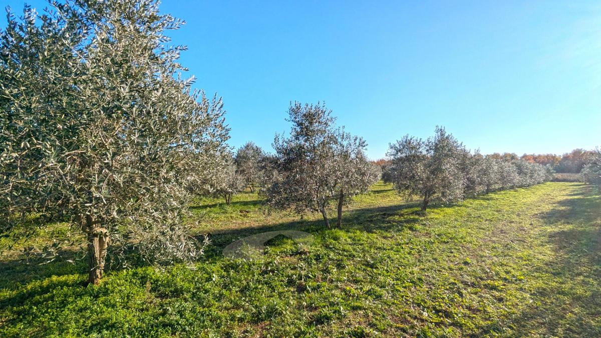 Tar -  oljčnik površine 7628 m² s 175 posajenimi oljkami