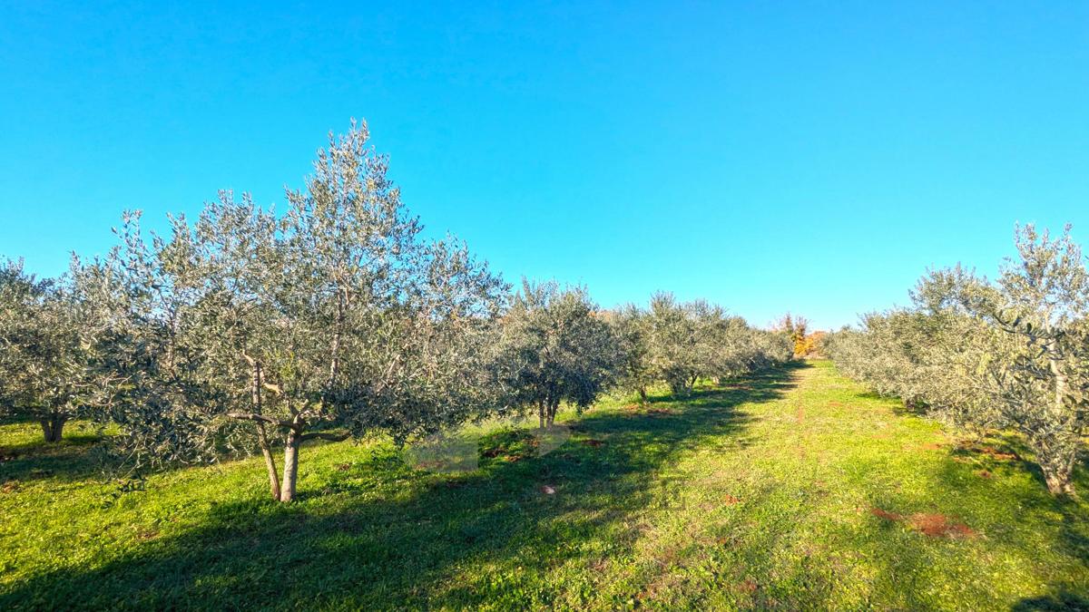 Tar -  oljčnik površine 7628 m² s 175 posajenimi oljkami