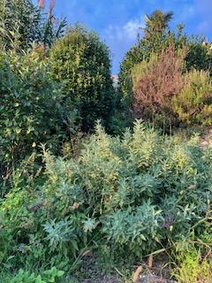 Motovun – Čudovita Kamnita Hiša s Teraso in Panoramskim Razgledom