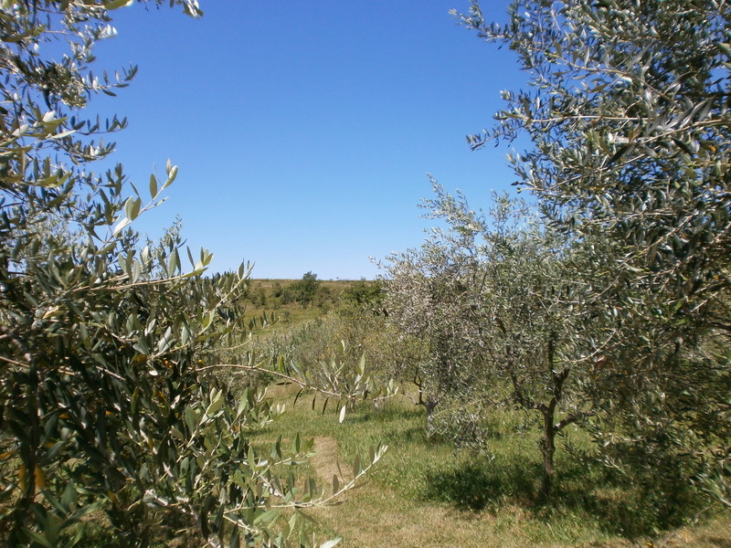 Hiša Poreč, 358m2