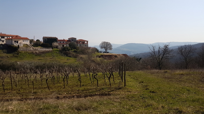 Naprodaj je zazidljivo zemljišče velikosti 612 m² s čudovitim pogledom na Motovun