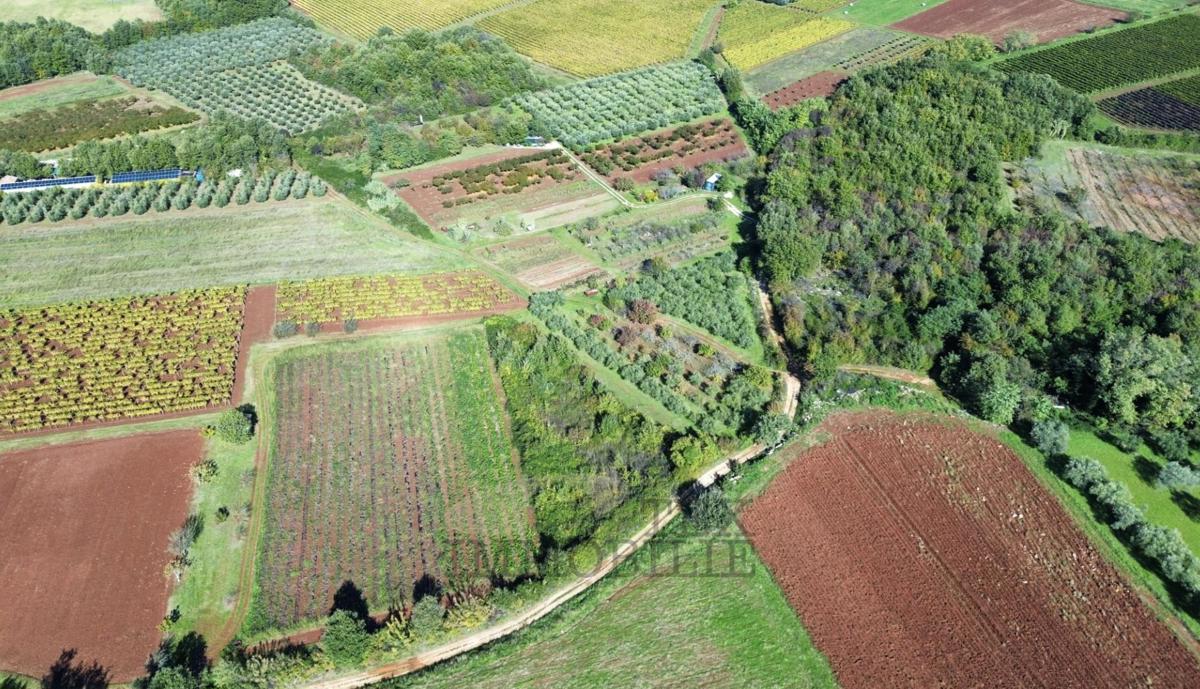 Kmetijska zemljišča Nova Vas, Poreč, 6920 m2