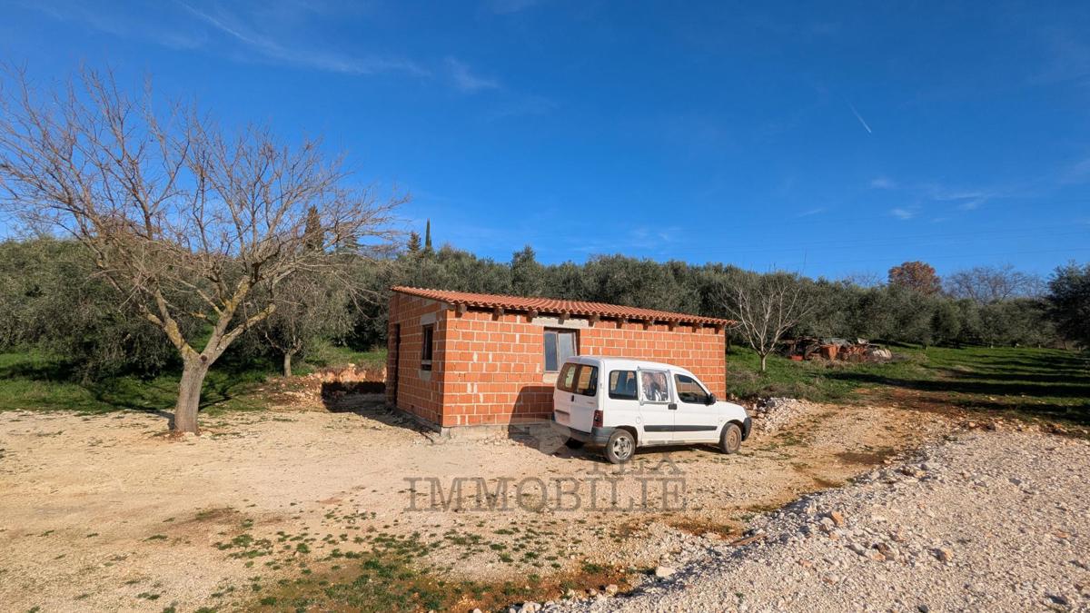 Kmetijsko zemljišče v Poreču – 7.000 m² z oljčnim nasadom in gospodarskim objektom