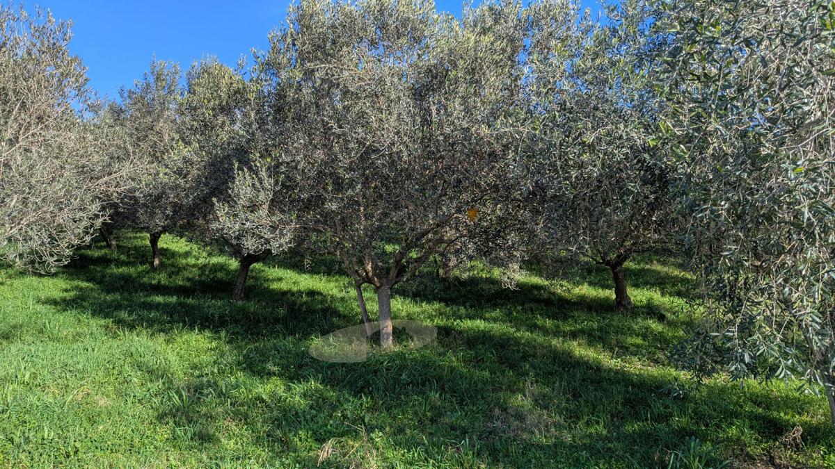 Kmetijsko zemljišče v Poreču – 7.000 m² z oljčnim nasadom in gospodarskim objektom