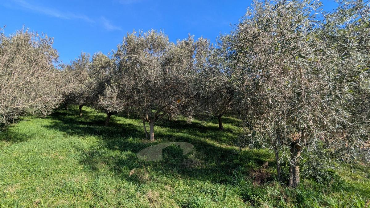 Kmetijsko zemljišče v Poreču – 7.000 m² z oljčnim nasadom in gospodarskim objektom