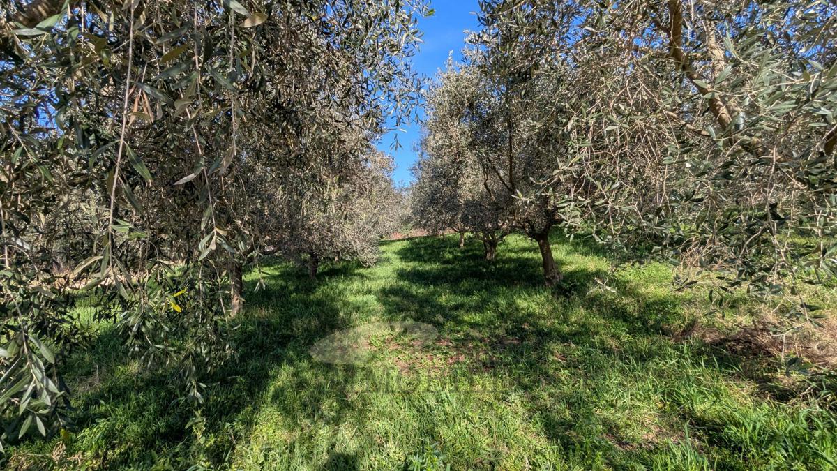 Kmetijsko zemljišče v Poreču – 7.000 m² z oljčnim nasadom in gospodarskim objektom