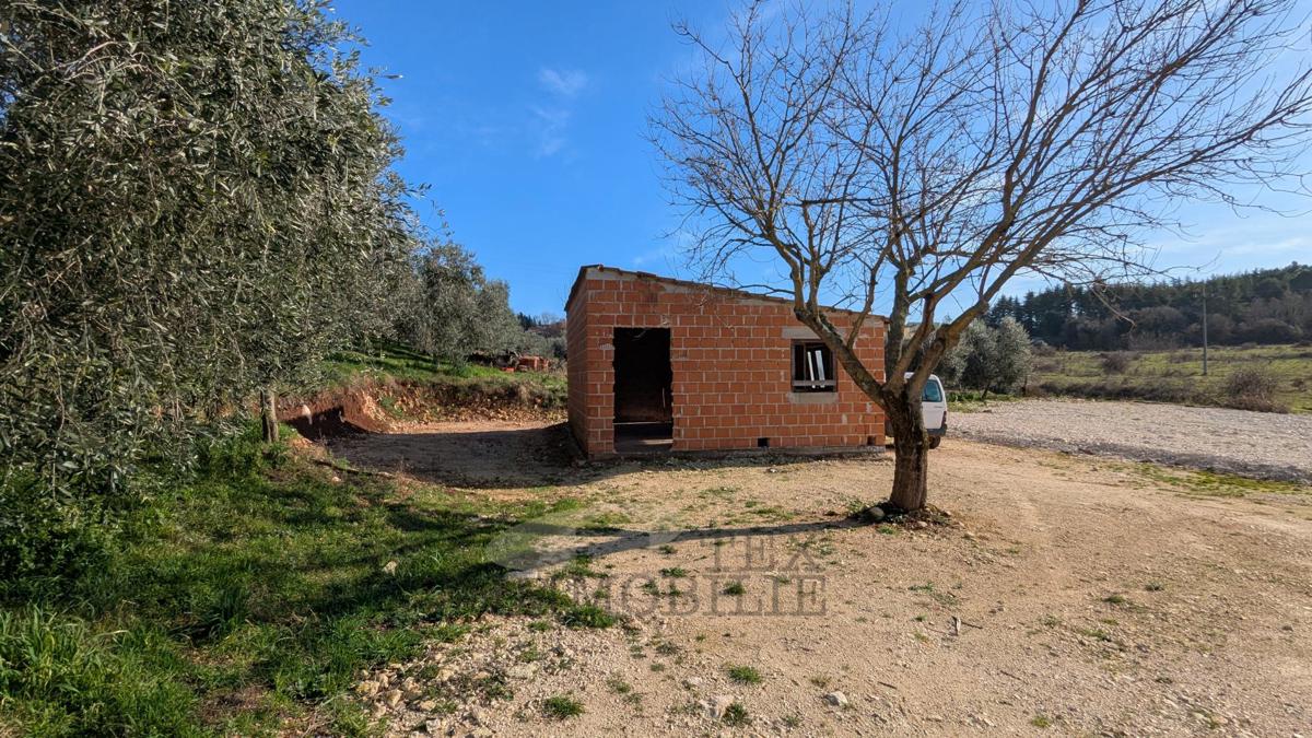 Kmetijsko zemljišče v Poreču – 7.000 m² z oljčnim nasadom in gospodarskim objektom